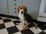 Beagle Nikolaj - Moar, nu gider jeg altså snart ikke at blive fotograferet mere....