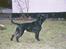 Staffordshire bull terrier  "Engelsk"  Kenzo (RIP)
