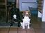 Staffordshire bull terrier  "Engelsk"  Kenzo (RIP) - kenzo med vores anden hund fidjii