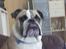 Engelsk bulldog Charlie