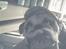 Engelsk bulldog Charlie