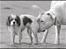 Dogo argentino cano - taget og redigeret af Rostell foto. fanta og cano