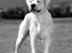 Dogo argentino cano - taget af Rostell foto