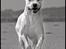 Dogo argentino cano - taget af rostell foto