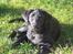 Labrador retriever Brårup´s Prins Pavlos - Hej. Jeg hedder Pavlos. Prins Pavlos..
