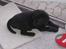 Labrador retriever Brårup´s Prins Pavlos - Er der noget jeg skal være med til?