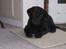 Labrador retriever Brårup´s Prins Pavlos - I er sgu underlige