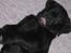 Labrador retriever Brårup´s Prins Pavlos - Er jeg ikke lækker?