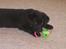 Labrador retriever Brårup´s Prins Pavlos - Legetøjsmodel