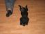 Labrador retriever Brårup´s Prins Pavlos - Sådan ligger man rigtig godt..