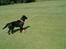 Labrador retriever Keiko - Keiko stå og er på udkig efter en fugl som flyver rundt.