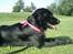 Labrador retriever Keiko - Pyha, jeg forpustede, Skal lige ha pause.