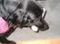 Labrador retriever Keiko - Køkkenrulle hun gerne vil leger. 