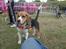 Beagle Nikolaj - Nikolaj på en lille lokal udstilling. Helt uden betydning, men det var meget hyggeligt og kun for sjov.