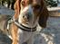 Beagle Nikolaj - Nikolaj og hans bedste ven