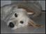 Golden retriever | Caici