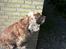 Cocker spaniel Mikkel - R.I.P