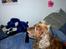 Cocker spaniel Mikkel - R.I.P - Se min fine "hanekam"