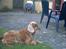 Cocker spaniel Mikkel - R.I.P - Jeg holder vagt.. Tror jeg kan se en fugl.. :)