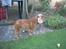 Cocker spaniel Mikkel - R.I.P - Står lige og kigger..