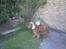Cocker spaniel Mikkel - R.I.P - Ovre ved sandkassen..