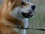 Akita inu Choco - * NYT - 