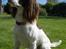 Field Trial spaniel Mickey  - Mickey i haven, sommeren 08