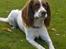 Field Trial spaniel Mickey  - Efterår 08