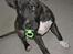 Amerikansk staffordshire terrier Dex Dexter - da dexter stjal en sut