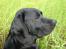 Labrador retriever Balder Død 4/1-06