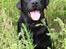 Labrador retriever Balder Død 4/1-06