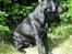 Labrador retriever Balder Død 4/1-06