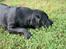 Labrador retriever Balder Død 4/1-06