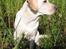 Labrador retriever Maggie (død 2013)