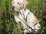 Labrador retriever Maggie (død 2013) - Hvor er det træls at få solen i øjnene