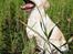 Labrador retriever Maggie (død 2013) - Hvor kedeligt at være fotomodel