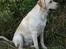 Labrador retriever Maggie (død 2013)