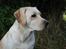 Labrador retriever Maggie (død 2013)