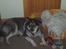 Blanding af racer (alaskan malamute)Chianti - MIN... GRRRR