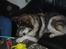 Blanding af racer (alaskan malamute)Chianti - den ser godt nok spændende ud... den må jeg bare ha... bare de nu ikk opdager mig...