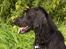 Flat coated retriever Baloo - Der bliver holdt øje med de andre hunde.