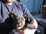 Amerikansk staffordshire terrier Dex Dexter - skøde hunden