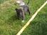 Amerikansk staffordshire terrier Dex Dexter - 14 dage før vi hentede dexter