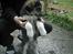 Blanding af racer (alaskan malamute)Chianti