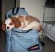 Cavalier king charles spaniel Simba