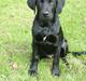Labrador retriever tiko