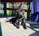Bullmastiff Boss