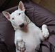 Bullterrier Diva *Himmelhund*