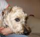 Irish softcoated wheaten terrier Fiddik *DØD*