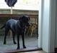 Labrador retriever Merle